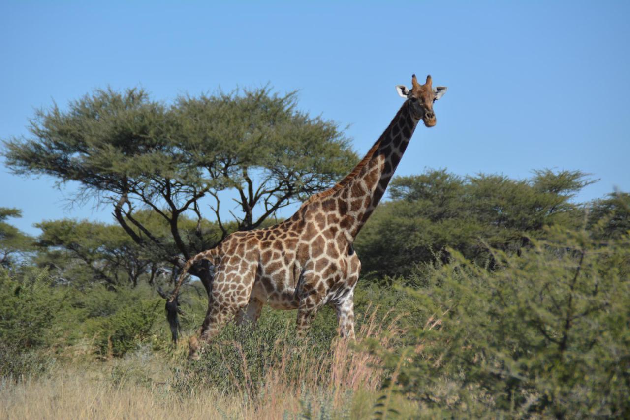 Gabus Game Ranch Villa Otavi Exterior photo