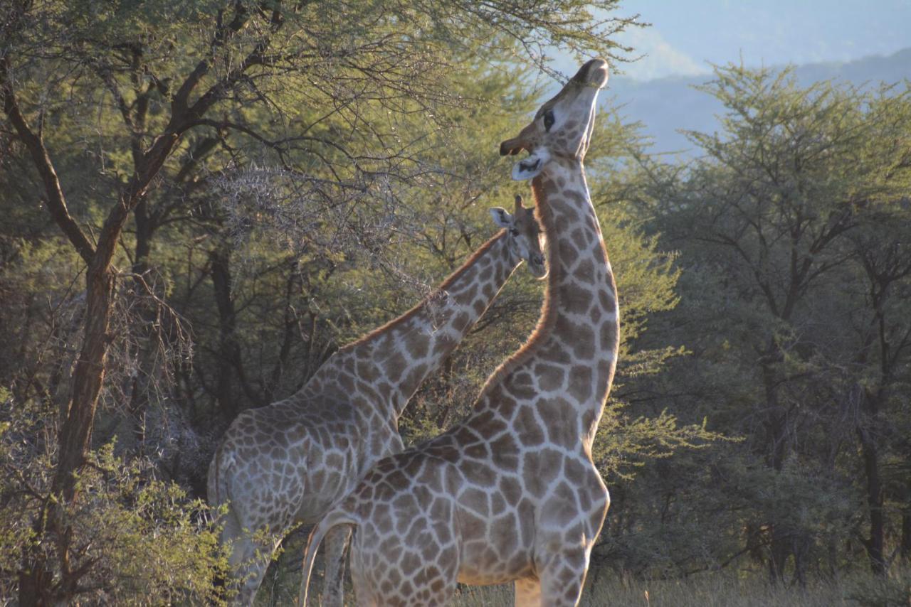 Gabus Game Ranch Villa Otavi Exterior photo