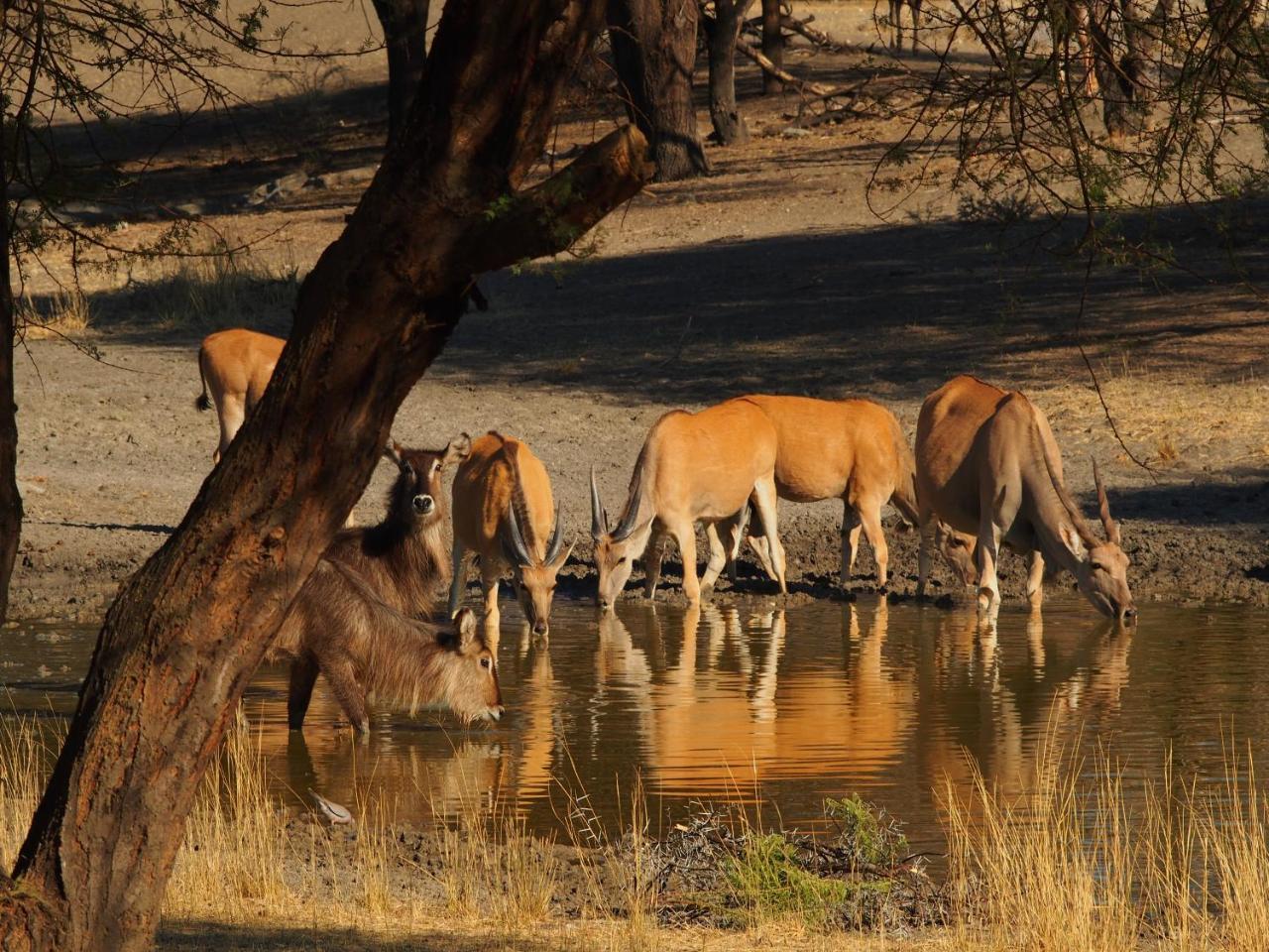 Gabus Game Ranch Villa Otavi Exterior photo